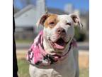 Adopt Mira a American Staffordshire Terrier, Mixed Breed