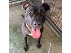 Adopt Rebecca a Pit Bull Terrier, Mixed Breed