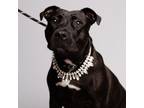Adopt Becky a Pit Bull Terrier, Mixed Breed
