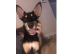 Adopt Gabby a Australian Kelpie