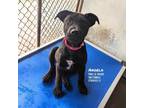 Adopt Angela a Pit Bull Terrier, Labrador Retriever