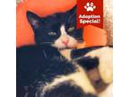Adopt Cinder - sweet special girl <3 a Domestic Short Hair