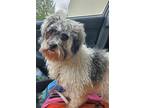 Adopt Opal a Havanese, Poodle