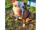 Adopt Gracie a Pit Bull Terrier