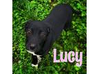 Adopt Lucy a Labrador Retriever