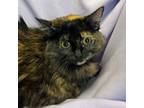 Adopt STACEY a Tortoiseshell, Domestic Long Hair