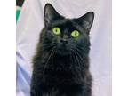 Adopt GRACIE a Bombay, Domestic Long Hair