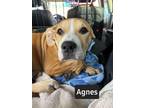 Adopt Agnes a Pit Bull Terrier, Mastiff