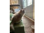 Adopt Paisley a Maine Coon, Domestic Long Hair