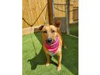 Adopt Camila a Black Mouth Cur, Belgian Shepherd / Malinois