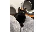 Adopt Cleo a Bombay, Domestic Short Hair