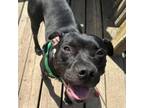 Adopt Robin a American Staffordshire Terrier