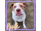Adopt Noodle a American Staffordshire Terrier, Boxer