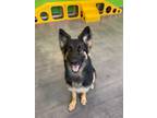 Adopt Heidi a German Shepherd Dog