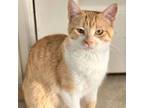 Adopt Pumpkin Drobny-Lindquist a Domestic Short Hair, Tabby