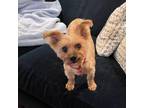 Adopt Prima a Yorkshire Terrier