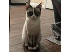 Adopt Isla a Domestic Medium Hair, Siamese