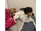 Adopt Freckles a Jack Russell Terrier