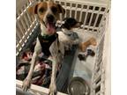 Adopt Skittles a Jack Russell Terrier