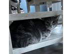 Adopt Justice a Domestic Short Hair, Tabby