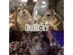 Adopt Button a Dwarf Hamster