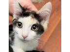 Adopt Baby D a Domestic Short Hair