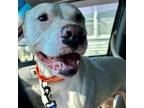 Adopt MORGAN-Local a Labrador Retriever