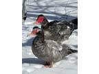 Adopt Maude / Harold a Duck