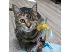 Adopt Josephine a Domestic Short Hair