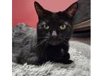 Adopt Cindee a Domestic Short Hair