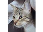 Adopt Kanga a Domestic Short Hair, Tabby