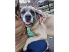 Adopt Mandy a Cane Corso