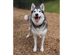 Adopt Sofi a Husky