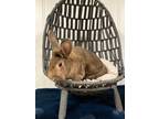 Adopt Zoey a Lionhead