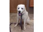 Adopt Margo a Great Pyrenees