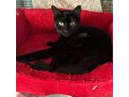 Adopt Darcy a Domestic Short Hair