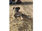 Adopt MISS 9'ER a Mastiff, Mixed Breed