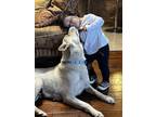 Adopt HOPE a White German Shepherd, Mixed Breed