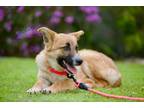 Adopt Cinnabon a German Shepherd Dog, Border Collie