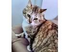 Adopt Bobbijo a Domestic Medium Hair