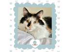 Adopt Lacey a Domestic Long Hair