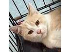 Adopt Achilles a Domestic Short Hair