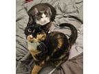 Adopt Houdini and Sniper a Domestic Short Hair