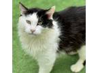 Adopt Moon Pie a Domestic Medium Hair