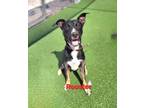 Adopt ROOSTER a German Shepherd Dog, Pit Bull Terrier