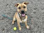 Adopt JOHNNY a Pit Bull Terrier, Mixed Breed