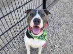 Adopt BALBOA a Pit Bull Terrier