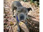 Adopt BAJI a Pit Bull Terrier