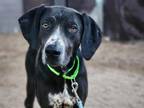 Adopt TROOPER* a German Shorthaired Pointer, Bluetick Coonhound