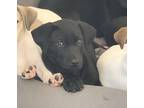 Adopt Cooper a Labrador Retriever, Jack Russell Terrier